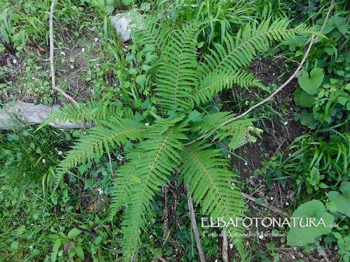 Felce: Dryopteris sp da determinare